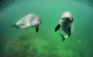 harbour-porpoise-phocoena-phocoena-fjord-baelt
