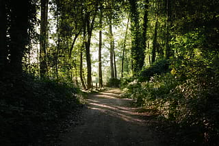 Corredor Ecologico - Rio Ferreira e Rio Simão